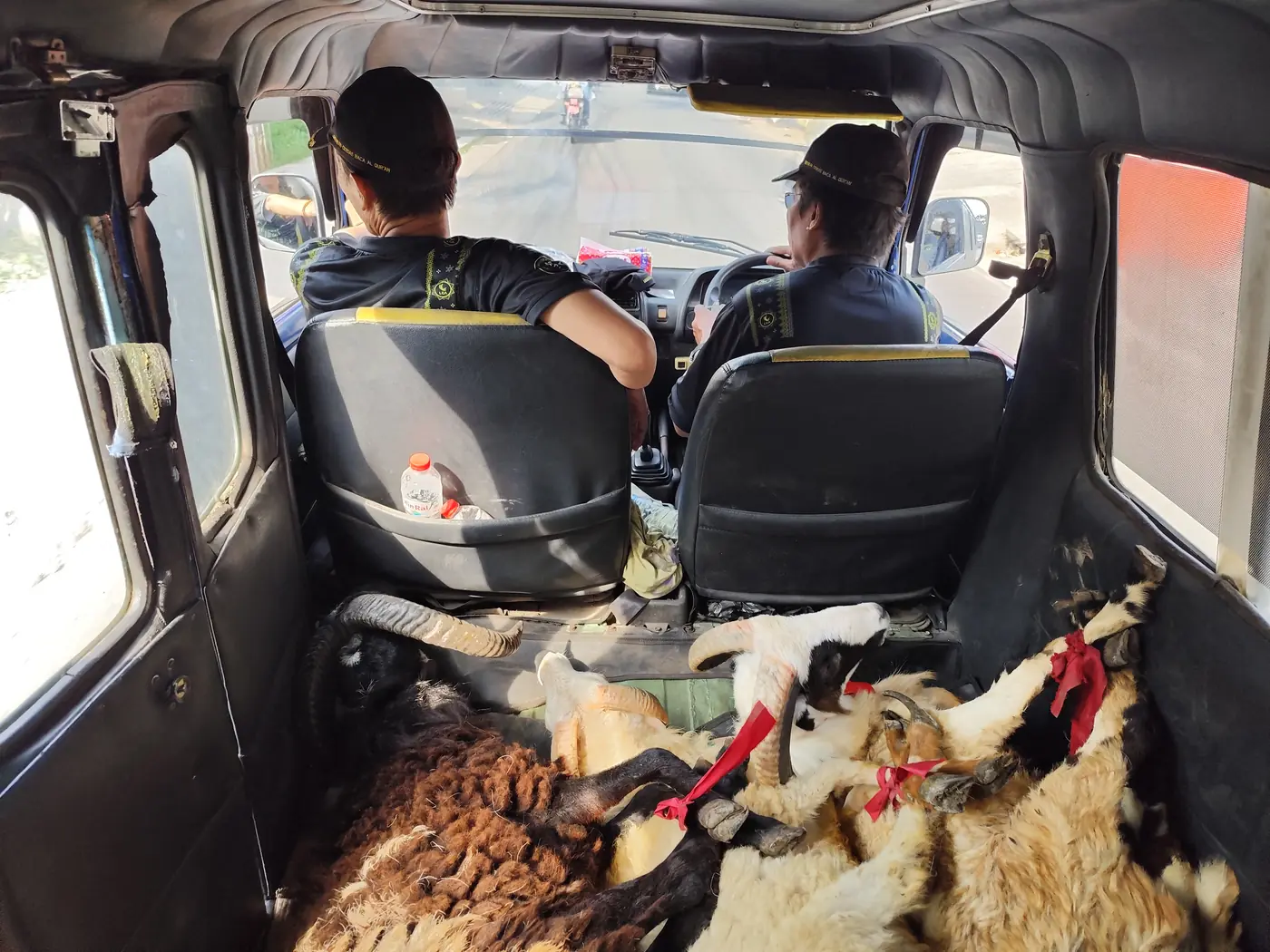 Penjemputan hasil qurban dari masjid, 1446 H